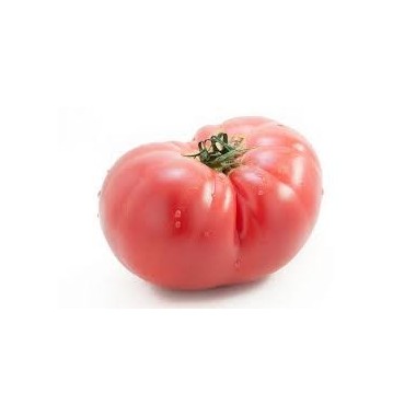 Pomidor malinowy VP2 F2 a'250 nas.