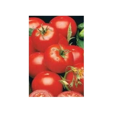 Pomidor Tukan 1g