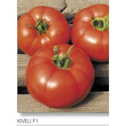 Pomidor KIVELI F1 500 nas.