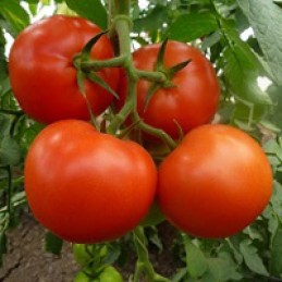 Pomidor tunelowy MATIAS F1...