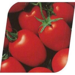 Pomidor gruntowy GRANDIMAT...